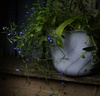 синенький цветочек