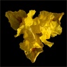 Желтый ирис