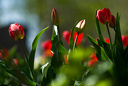 Первые тюльпаны